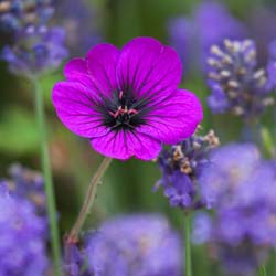 Geranium 'Ann Folkard'